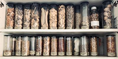 Cabinet full of bottled containing medicinal plants.